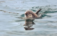 Бердянські дельфіни потішили відпочивальників безкоштовним шоу (ВІДЕО)