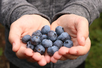 Потужний антиоксидант: Які корисні властивості модної ягоди лохини 