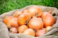 Цибуля дешевшає: Відомі ціни на овоч на ринку