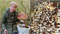 Тихе полювання у розпалі: мешканці Рівненщини штурмують ліси та діляться грибними місяцями (ФОТО)