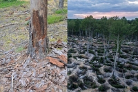 Які дві проблеми нищать ліси Рівненщини