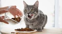 Ніколи не годуйте цим кота: продукти, що можуть йому зашкодити