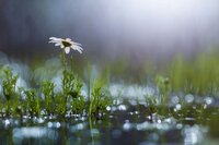 Жителів Рівненщини попереджають про дощі