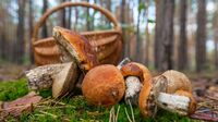 Грибники вже готують кошики: Названо найурожайніші дні червня