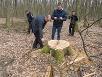 Житель Рівненщини вирубав дубів на 25 тисяч