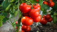 Звичайна томатна паста зробить помідори значно міцнішими. І плодів буде більше