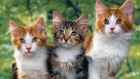 Як визначити «людський» вік вашого кота: Таблиця відповідностей (ФОТО) 