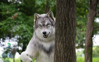 Перевтілився у вовка: чоловік витратив $20 000, щоб «бути дикою твариною» (ФОТО)