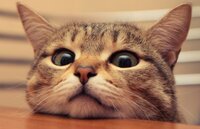 Чому коти нас нюхають? Що це насправді означає (ФОТО)