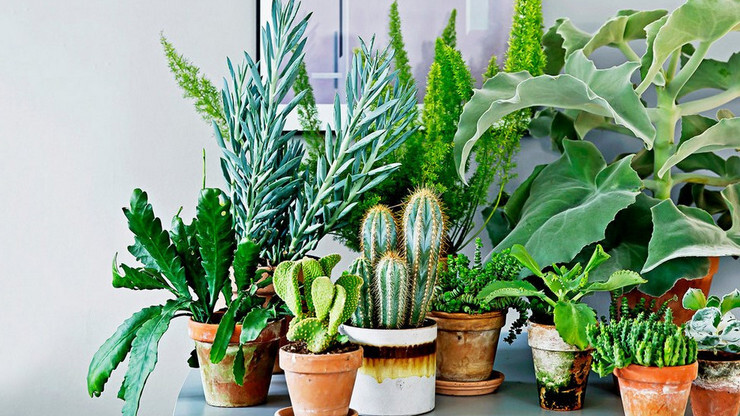 Найкращі кімнатні рослини для покращення настрою та енергетики в будинку