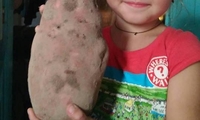 На Рівненщині зібрали врожай гігантської картоплі (ФОТО) 
