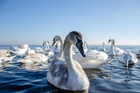На Острозькому «морі» вкотре зимують лебеді: неймовірні кадри (ФОТО/ВІДЕО) 