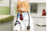 Коти - найкращі лікарі серед тварин