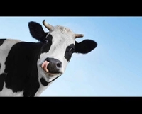 Рівненським фермерам виплатили понад три мільйони гривень дотації на корів