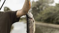 Нові правила для рибалок: З 1 листопада на деяких водоймах Рівненщини заборонять ловити рибу