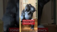 «Коли розлютив кохану»: у мережі регочуть з горили, яка переживає сімейну драму (ВІДЕО)