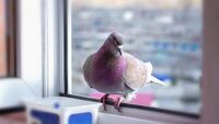 Про що попереджає голуб, який прилетів на підвіконня: народні прикмети