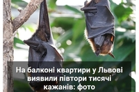 На балконі квартири у Львові виявили півтори тисячі кажанів: вони парувалися (9 ФОТО)