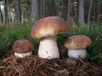 Якщо 12 жовтня у лісі з'явились пізні гриби – сніг буде не скоро: народні прикмети