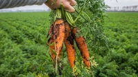Секрети, про які не знають навіть досвідчені дачники: як зібрати багатий урожай моркви?