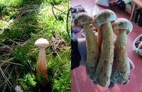 На Рівненщині стрімко поширюється європейський вид грибів: Дехто вважає це небезпечним