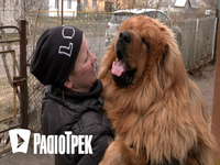 Врятувала із-під обстрілів 16 собак:  жителька Київщини вивезла до Рівного цілий розплідник (ФОТО/ВІДЕО)
