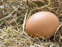 Що робити зі знайденим яйцем у домі або біля дому: народні прикмети 