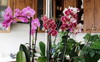Орхідея в будинку: прикмети і забобони