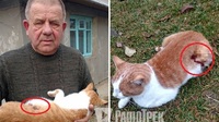 Домашнього кота підстрелили мисливці на Рівненщині. Їх шукатиме поліція (ФОТО 18+)