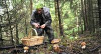 Перші пішли: у лісах Рівненщині вже збирають гриби (ФОТО)