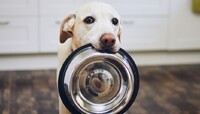 Одиниці знають про це: чим категорично не можна годувати собаку