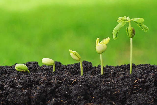 Переваги замочування насіння в перекисі водню