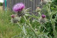 Яку рослину треба принести у серпні в дім, щоб захистити оселю від нечистої сили: народні прикмети