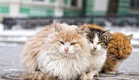 Вуличних котів у Рівному визнають частиною екосистеми міста: які привілеї отримають чотирилапі