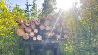 На Рокитнівщині викрили незаконну порубку лісу: Вилучили трактор і бензопилу