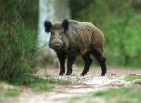 На Рівненщині - нові випадки африканської чуми у диких свиней