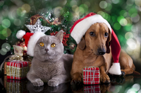 Час готувати презенти: Що подарувати собаці та коту на Різдво
