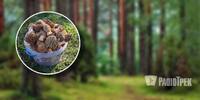 Збирають відрами: у соцмережах «здають» перші грибні місця Рівненщини (ФОТО)