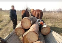 Житель Велицької Клецьки вчинив злочин у лісі (ФОТО) 