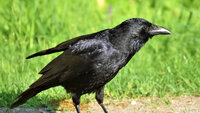 Що віщує ворона, яка залетіла на подвір'я: народні прикмети