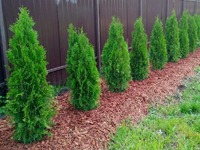 Чому не можна садити туї біля хати? Цю відповідь має знати кожен