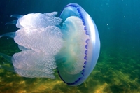 На популярному українському курорті величезні медузи заполонили пляжі (ВІДЕО)

