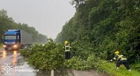 На Рівненщині сильний вітер повалив дерево: Частина дороги була заблокована
