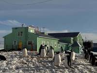 Діло йде до весни: станцію українських полярників в Антарктиді оточили тисячі пінгвінів