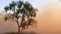 «Аномальне тепло додало ложку піщаного дьогтю»: Чи дістався до Рівненщини пил із Сахари  