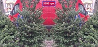 Ялинки по 3500 грн. із Данії продають на базарі в Рівному: є дешевші – як вони виглядають (ФОТО)
