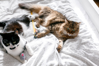 Як ужитися з котами, щоб не рознесли дім: секрети власників