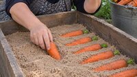 Як зберігати моркву до весни: Прості правила, щоб не гнила