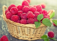 Два фермерські господарства на Рівненщині отримали понад мільйон гривень компенсації на ягоди 