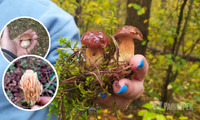 Люди «штурмують» ліси Рівненщини. І хизуються грибами на будь-який смак (22 ФОТО)